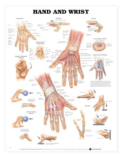 HealthQuest/St John Neuromuscular Anatomy and Massage Charts